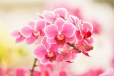 Pink and White Solar Orchid Cluster Lights