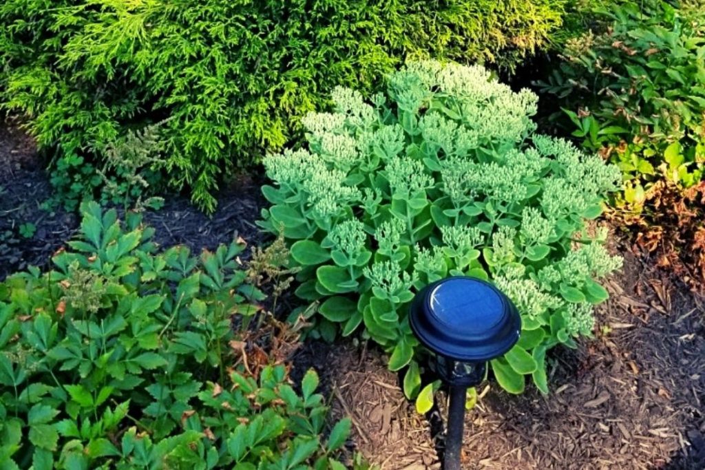 solar path light in bushes