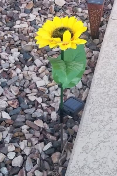 brand new Homeleo solar sunflower planted in gravel