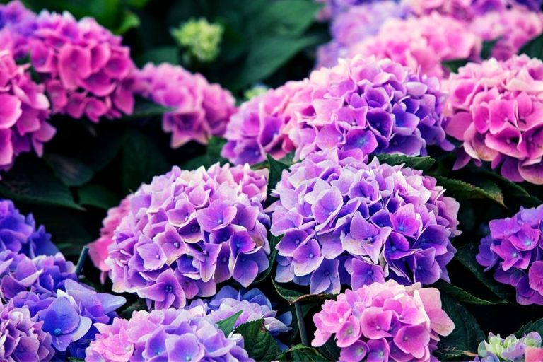 Purple Hydrangea Solar Flower Stake Lights