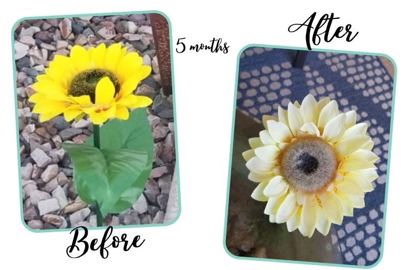 bright yellow homeloe solar sunflower on the left and the faded view after 5 months on the right