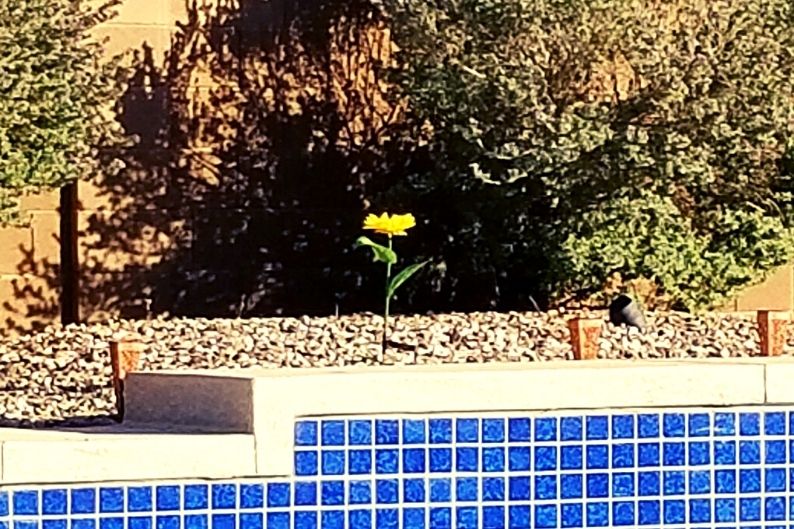 solar sunflower light behind the back wall of an in-ground pool