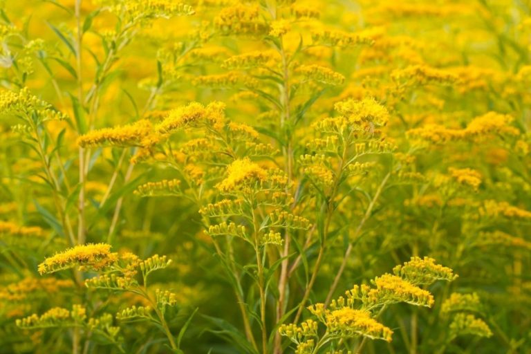 Solar Goldenrod Plant Light Stakes