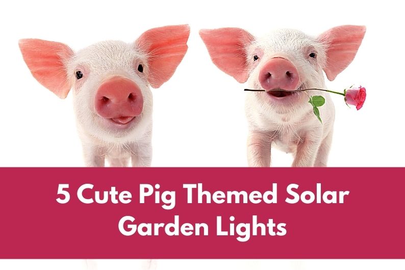solar pig statue lights