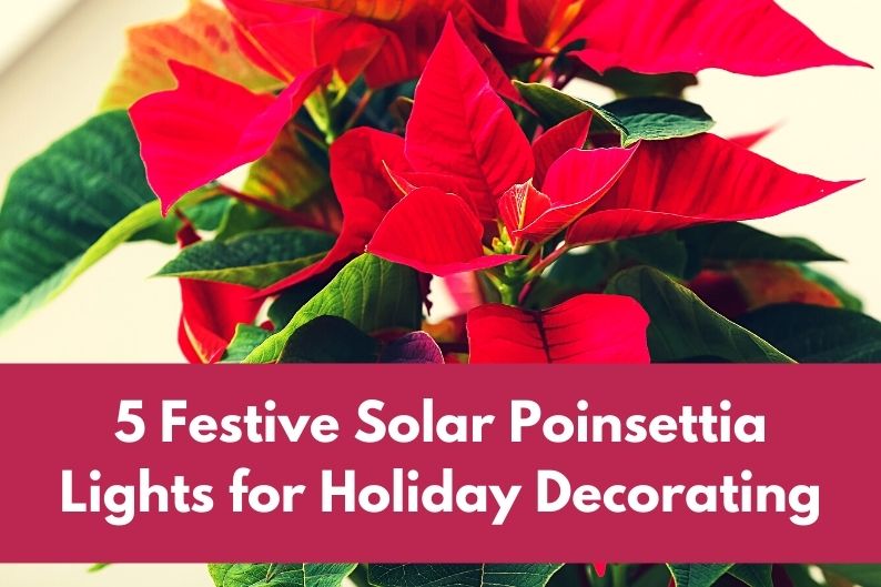 festive solar poinsettia lights for holiday decorating