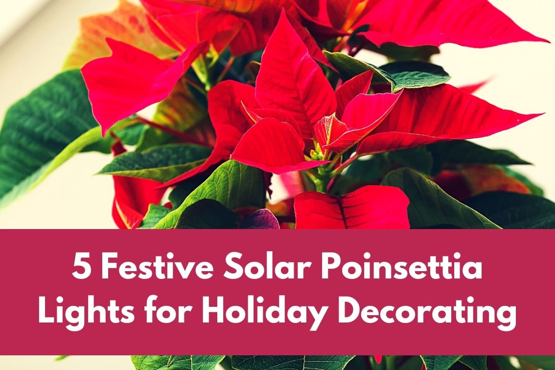 Festive Solar Poinsettia Lights for Holiday Decorating