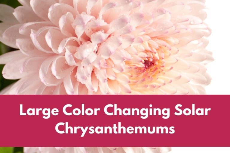 Large Color Changing Solar Chrysanthemums