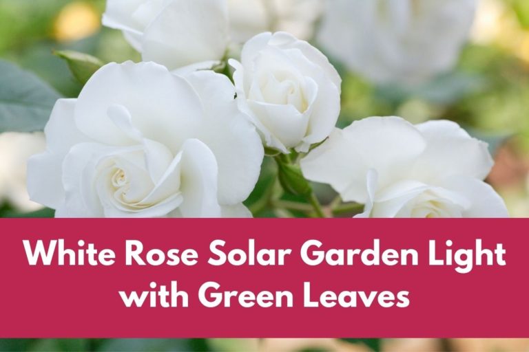 White Rose Solar Garden Light with Green Leaves