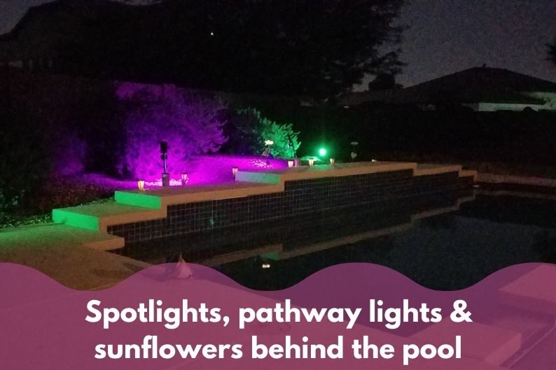 green and purple spotlights shining on bushes behind a pool at night