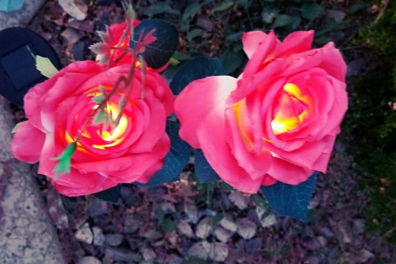 red solar roses