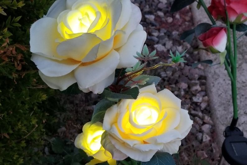 white solar roses lit up at night