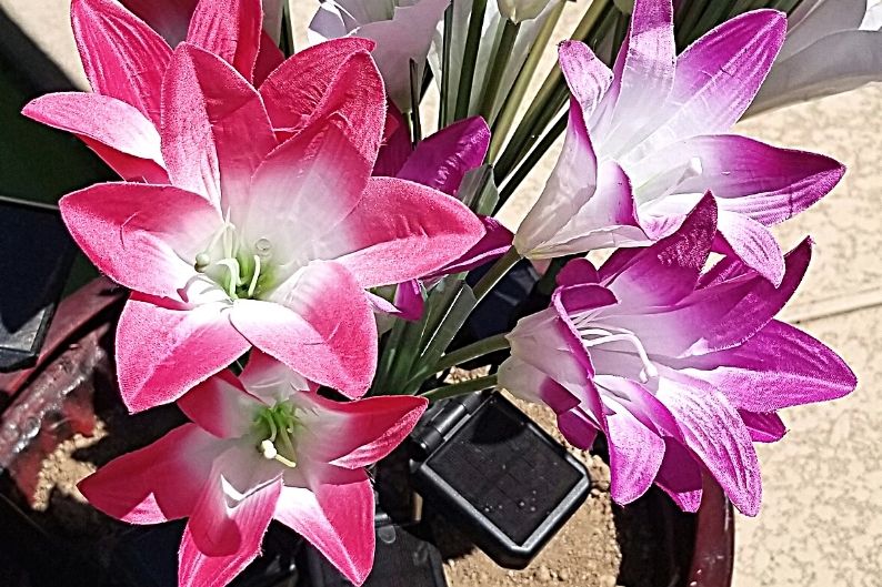 pink and purple solar lilies during the day