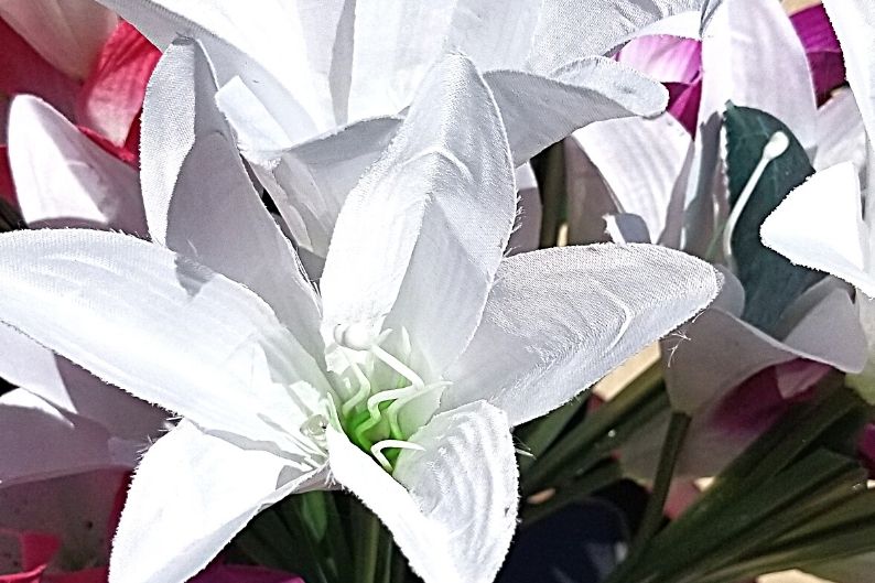 white solar lilies during the day