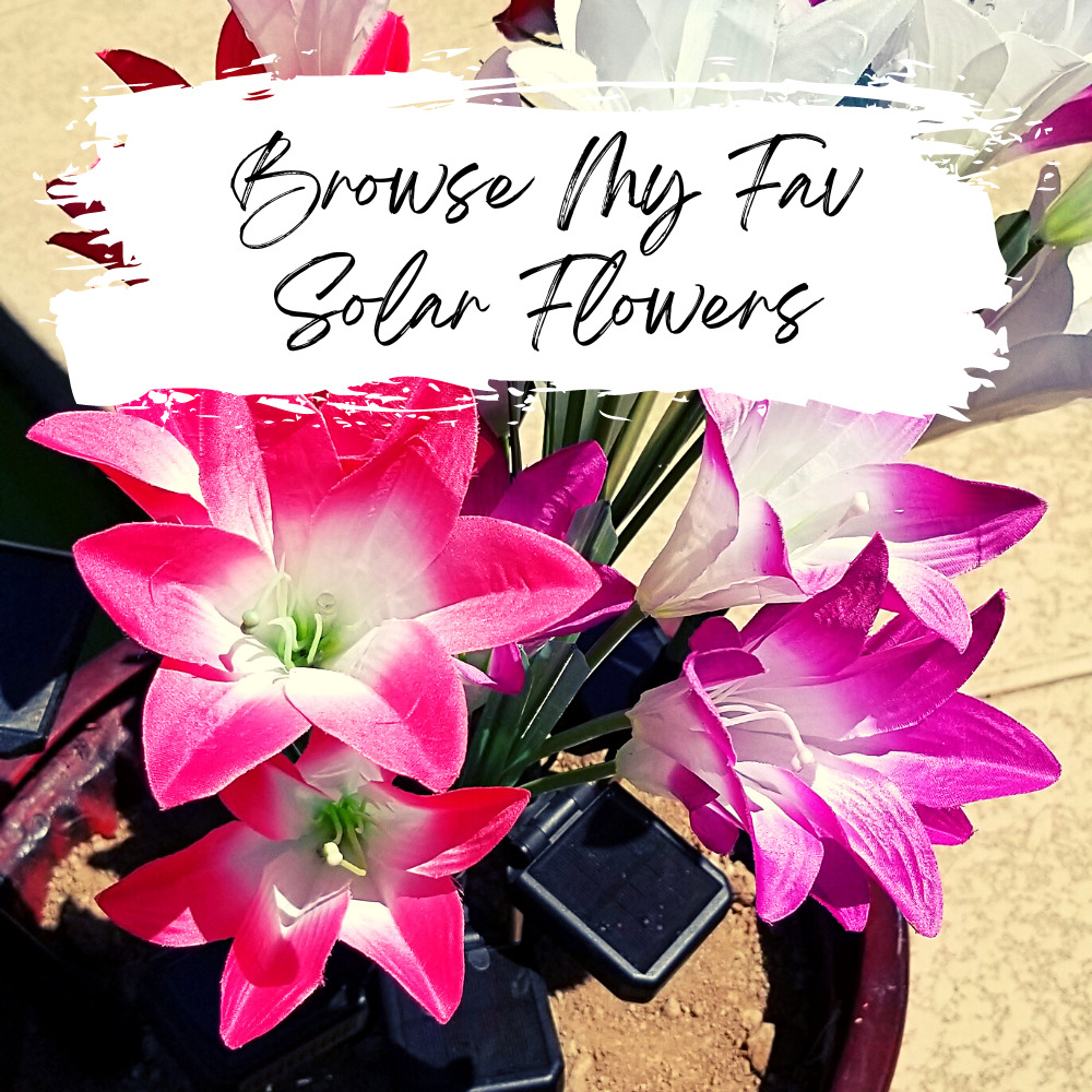 pink and purple solar flowers in an outdoor planter